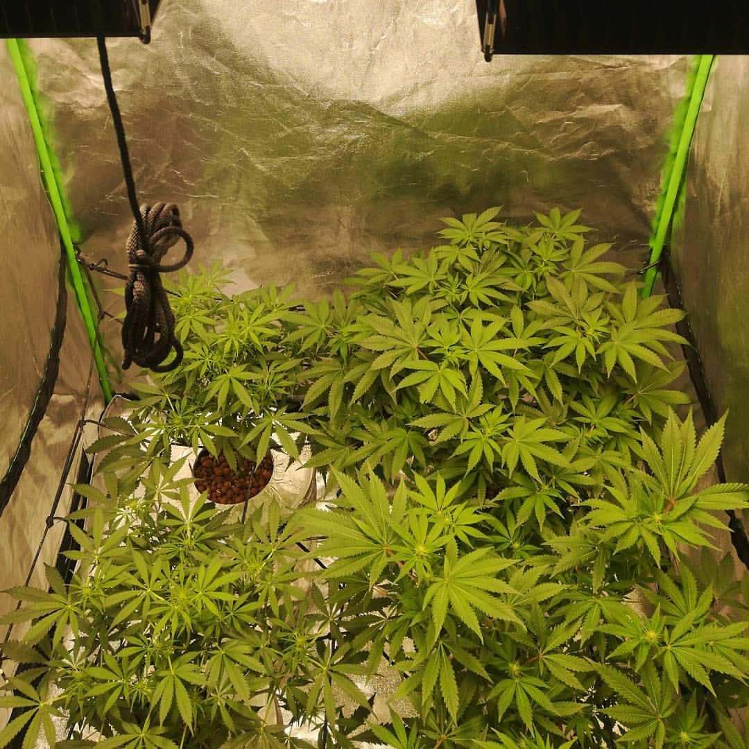 EcoFarmOfficia1's tweet image. Eco Farm120W/240W Quantum Board LED Grow Light
bit.ly/2NzgL5j
Uses 4 of our custom designed full-spectrum high efficiency white light quantum boards with Samsung LM301B and Samsung LM561C and Deep Red LED 660nm with 120 watts and 240 watts to choose.
#quantumboards