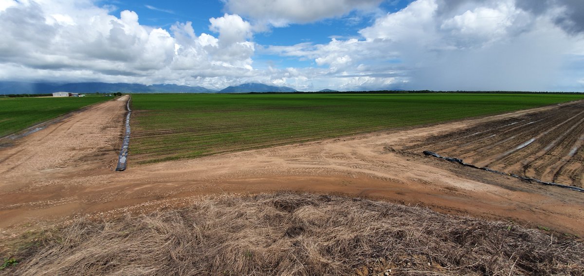 AllynGroup's tweet photo. New rice varieties off to a promising start after the weekend's rain in North Queensland 🌾 #rice20oz https://t.co/GwABIdhzcR