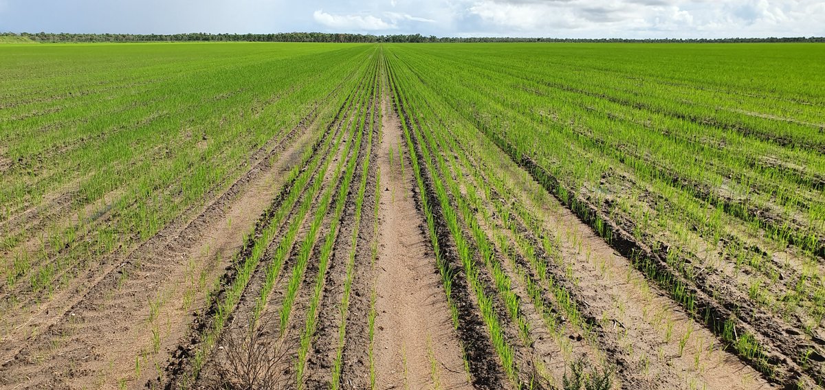 AllynGroup's tweet photo. New rice varieties off to a promising start after the weekend's rain in North Queensland 🌾 #rice20oz https://t.co/GwABIdhzcR