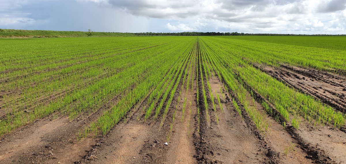 AllynGroup's tweet photo. New rice varieties off to a promising start after the weekend's rain in North Queensland 🌾 #rice20oz https://t.co/GwABIdhzcR