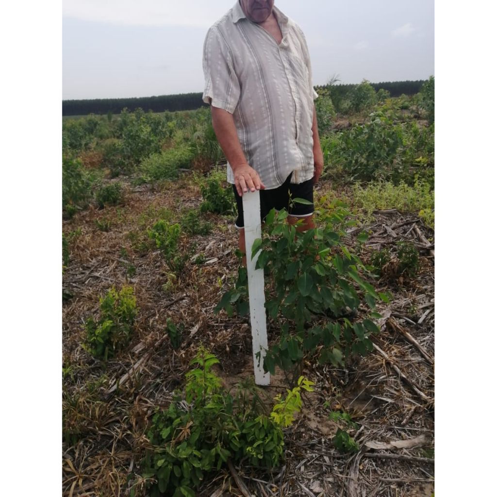 Humefert tweet media