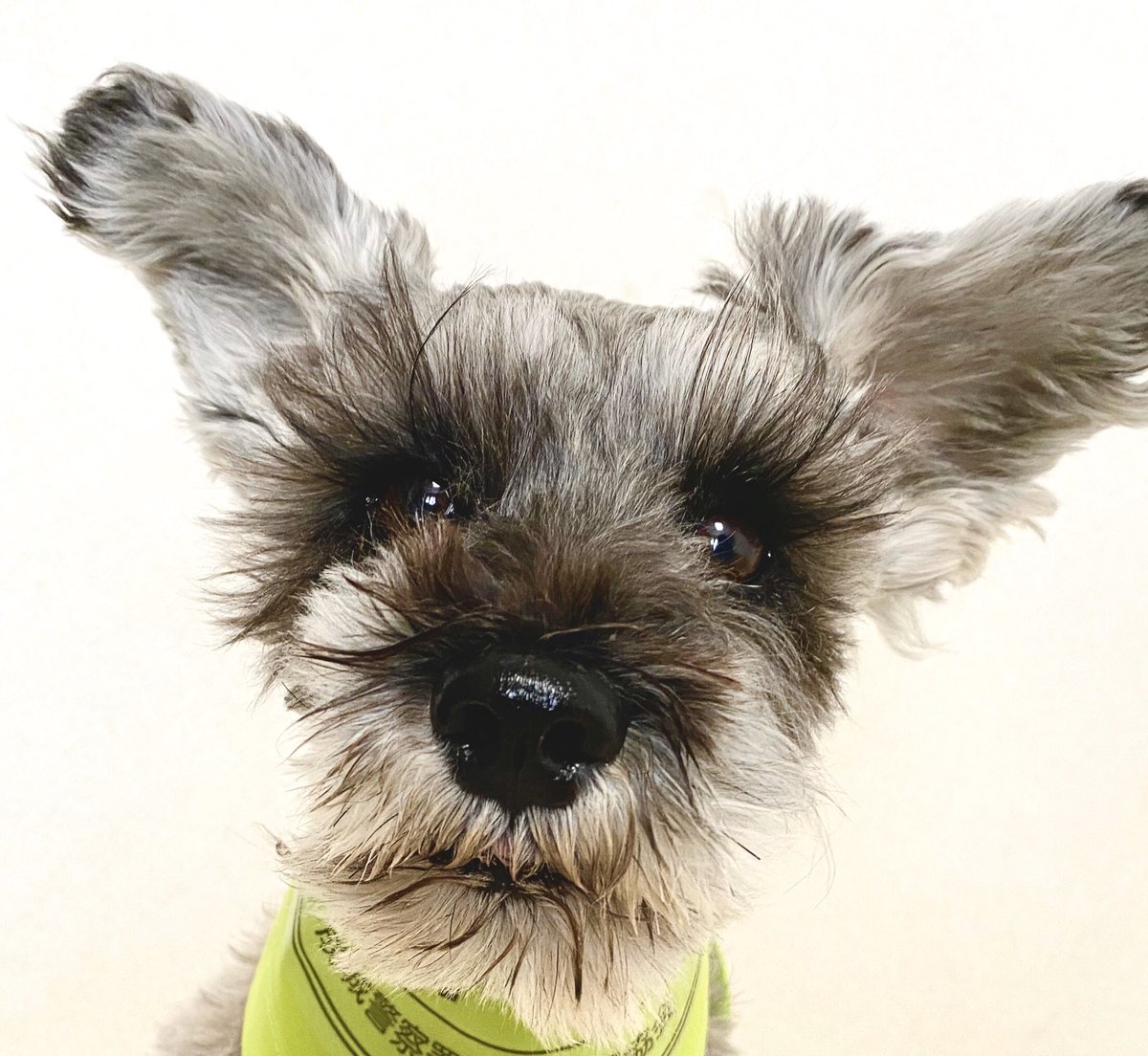 きくちｐ たいへんな世の中だけど 大河で門脇麦さんが言った 犬のようにぬくい を朝晩胸元に抱いて 有川ひろさん イマジン サイン本読了 空飛ぶ広報室 ガッキー 図書館戦争 植物図鑑 有川映像作品の舞台裏 もたのしむ 最高のお仕事小説