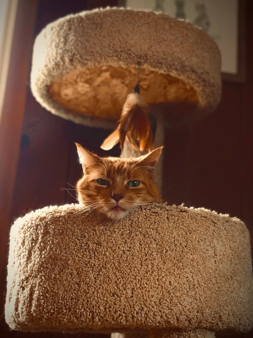 pettrainers's tweet photo. 6 Reasons Why Cat Trees Are Important for Your Pet’s Health https://t.co/lfxFcwFUle https://t.co/3dQ2XuiPS9