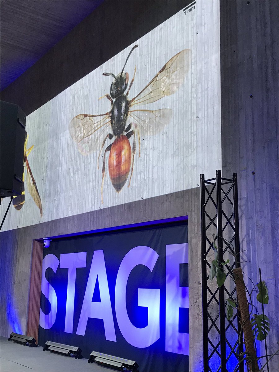 NHM_Digitise's tweet image. Today we’re speaking #DiSSCoRIsing @ICEDIG_eu about what it would mean for collections access to be #digitalbydefault - wish us luck!