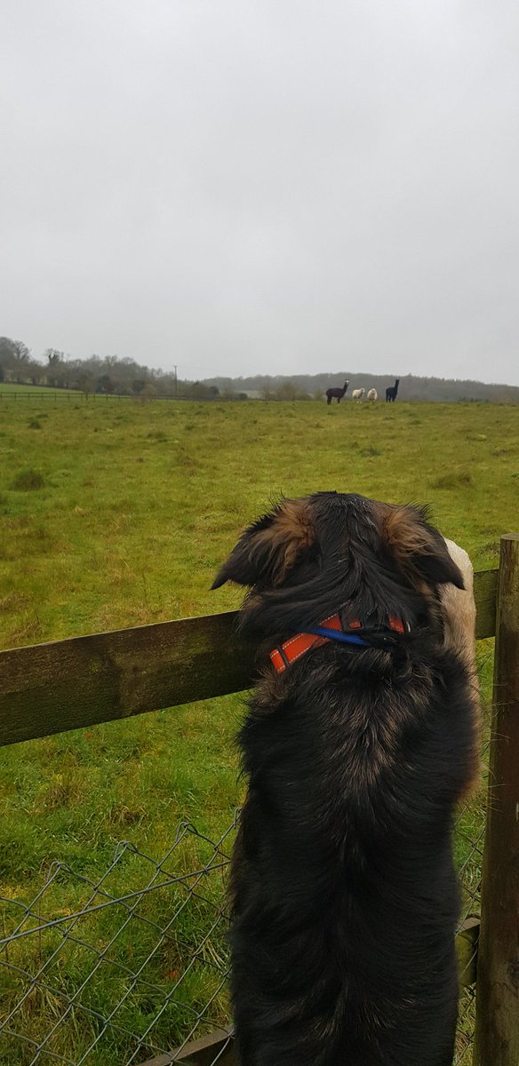 DacorumS's tweet photo. Sammy wondering why the two black sheep have extra long necks.

#sheep #alpaca #livestock  #FarmLife #happydog #DogsofTwittter #farminguk #wintersday https://t.co/sVUQ15MOI8