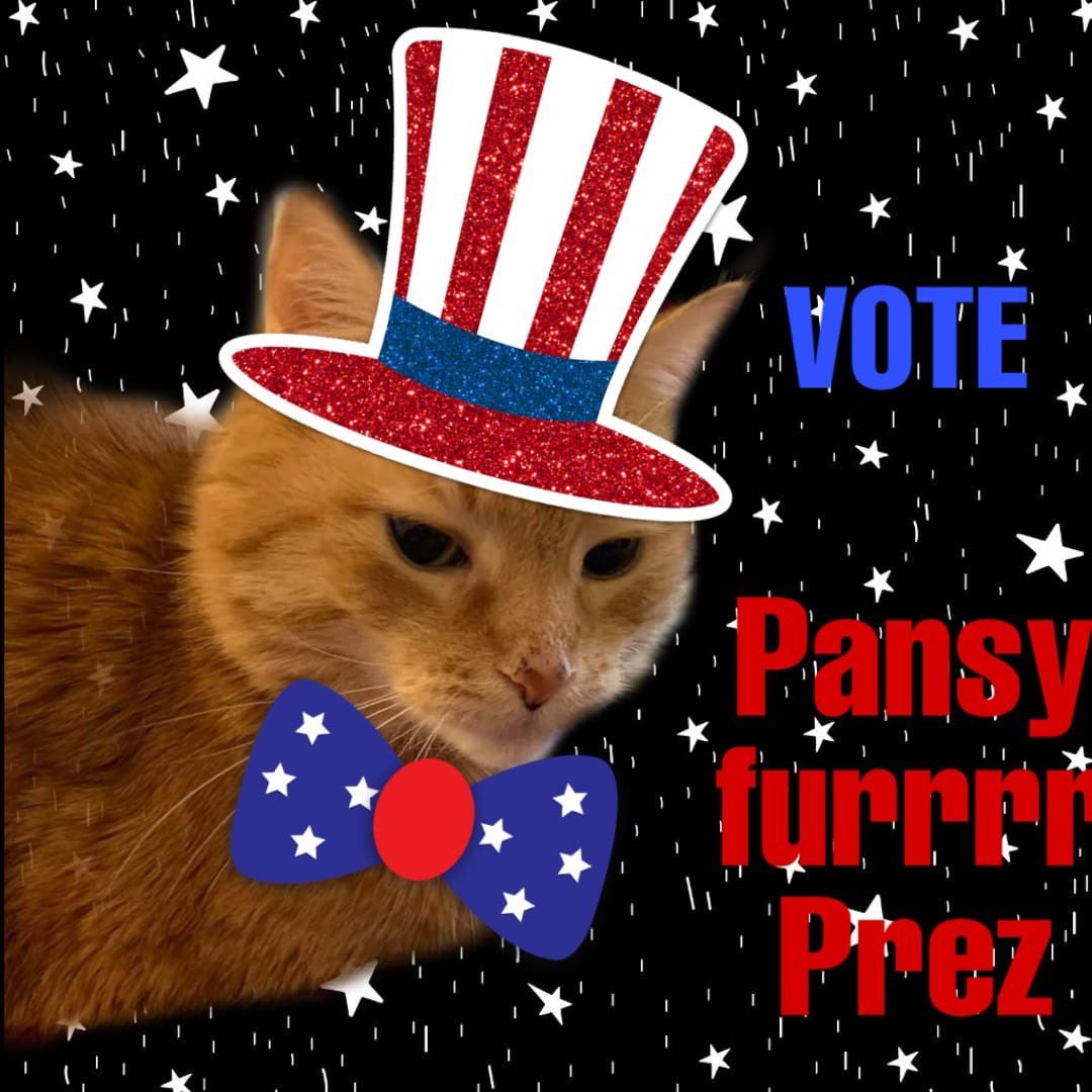 #votepansy #votecat