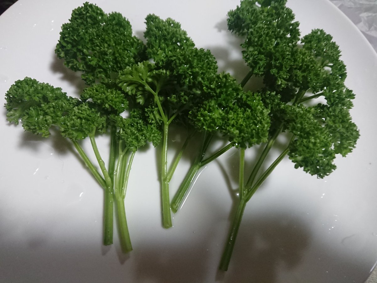 パセリ好き