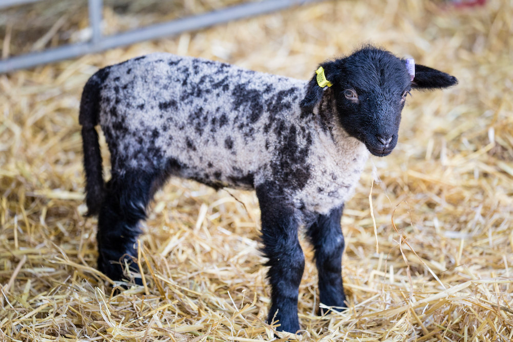 Come and see the new born #Lambs from our Rare Breed Norfolk Horn #Sheep as we continue to grow our flock. Lambing weekends are 14 & 15 March, 21 & 22 March, 28 & 29 March #Lambing #Gardens #Games #Outdoors #KidsDayOut #LongMelford #Suffolk kentwell.co.uk