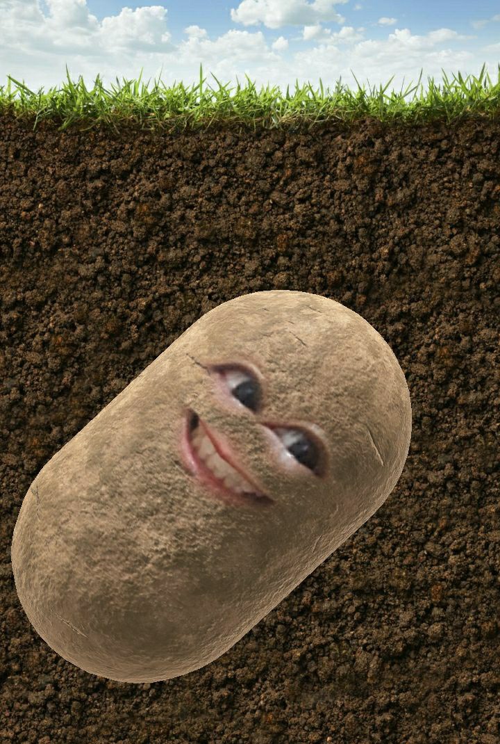 theaaabarlis's tweet image. retweet this lucky potato to pass your exams