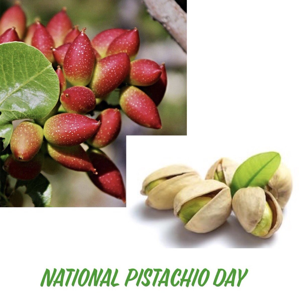 It’s #nationalpistachioday2020 today.. Don’t they just look so beautiful as buds.. Studies suggest that eating moderate amounts of pistachios can help keep your heart healthy! We use pistachios in all our products which adds to the goodness. why not give it a try today