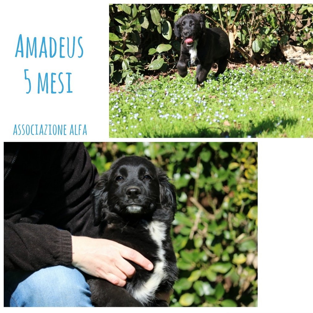 alfa_manuela's tweet photo. #AMADEUS
#cucciolo buono ed affettuoso, futura #tagliamedia.
Nato ad ottobre 2019

Settore Adozioni ALFA
@AssociazioneAlf
📱3280034508

#adottanoncomprare 
#cercacasa 
#cane https://t.co/IdDXuqOjhP