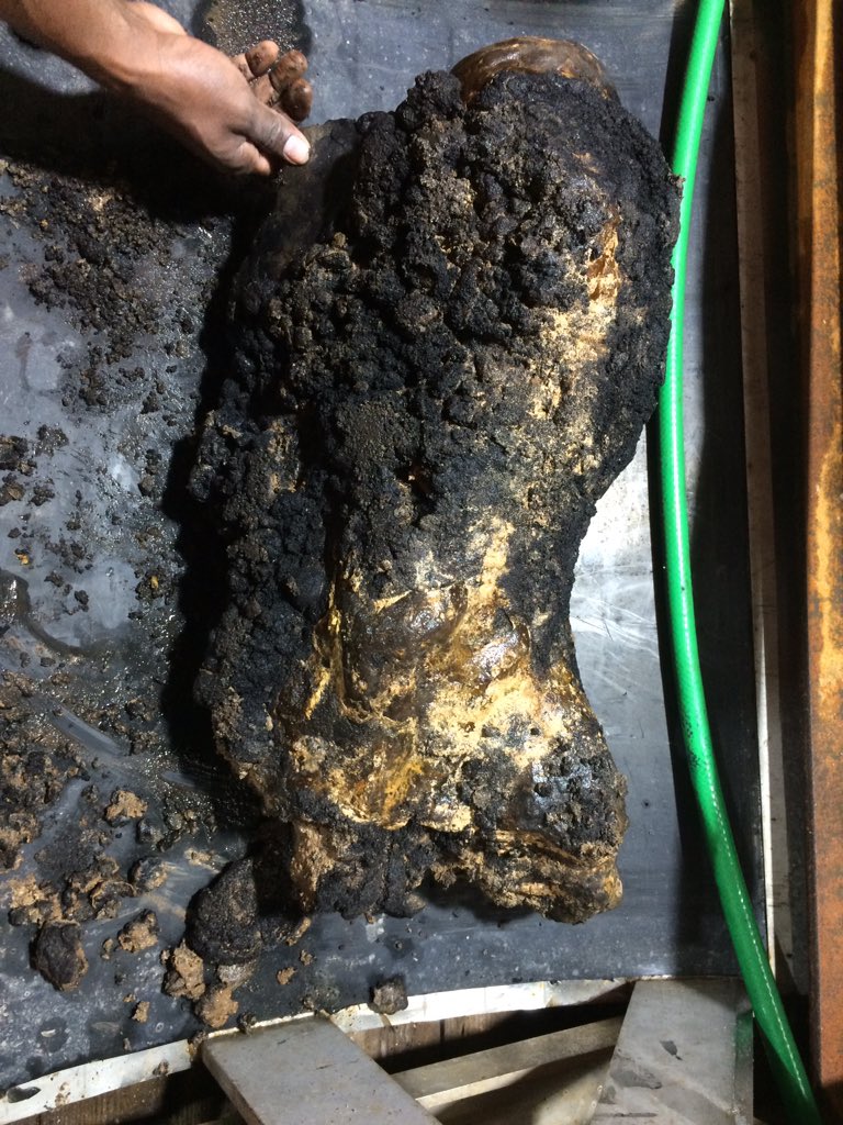 AdelynNEMO's tweet photo. We retrieved this 26 kg rock from our box core last night in the middle of the CCZ in the Pacific and surrounded by Mn nodules. Opinions are shared between a whale bone and a basaltic stone. Give us your thoughts! @NOCnews @NHM_London #Abyss2020 https://t.co/oFcEYnp5bB