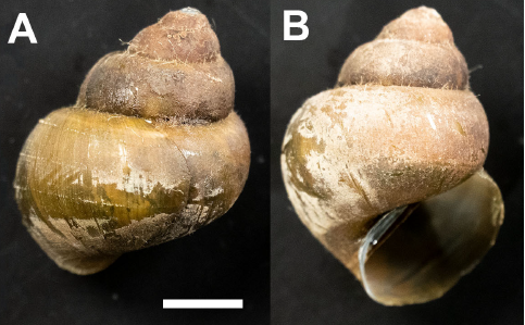 Invasivesnet's tweet photo. Research @TheDavidLab confirmed the presence of the Japanese mystery snail in northern New York using molecular barcoding π #snailscience
#InvasiveSpecies #BioInvasionsRecords #INVASIVESNET #OpenAccess
Read more: https://t.co/15Y9c9KEuC https://t.co/woV8CVmN8W