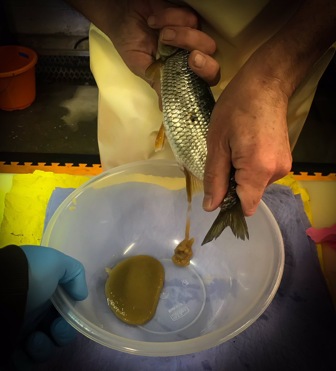 FishFarmEA's tweet image. We are starting our spawning season in style with these lovely #Dace from the river #Kennet. Be sure to handle #Grayling and #Dace with extra care at this time of year as the females will be carrying eggs.
