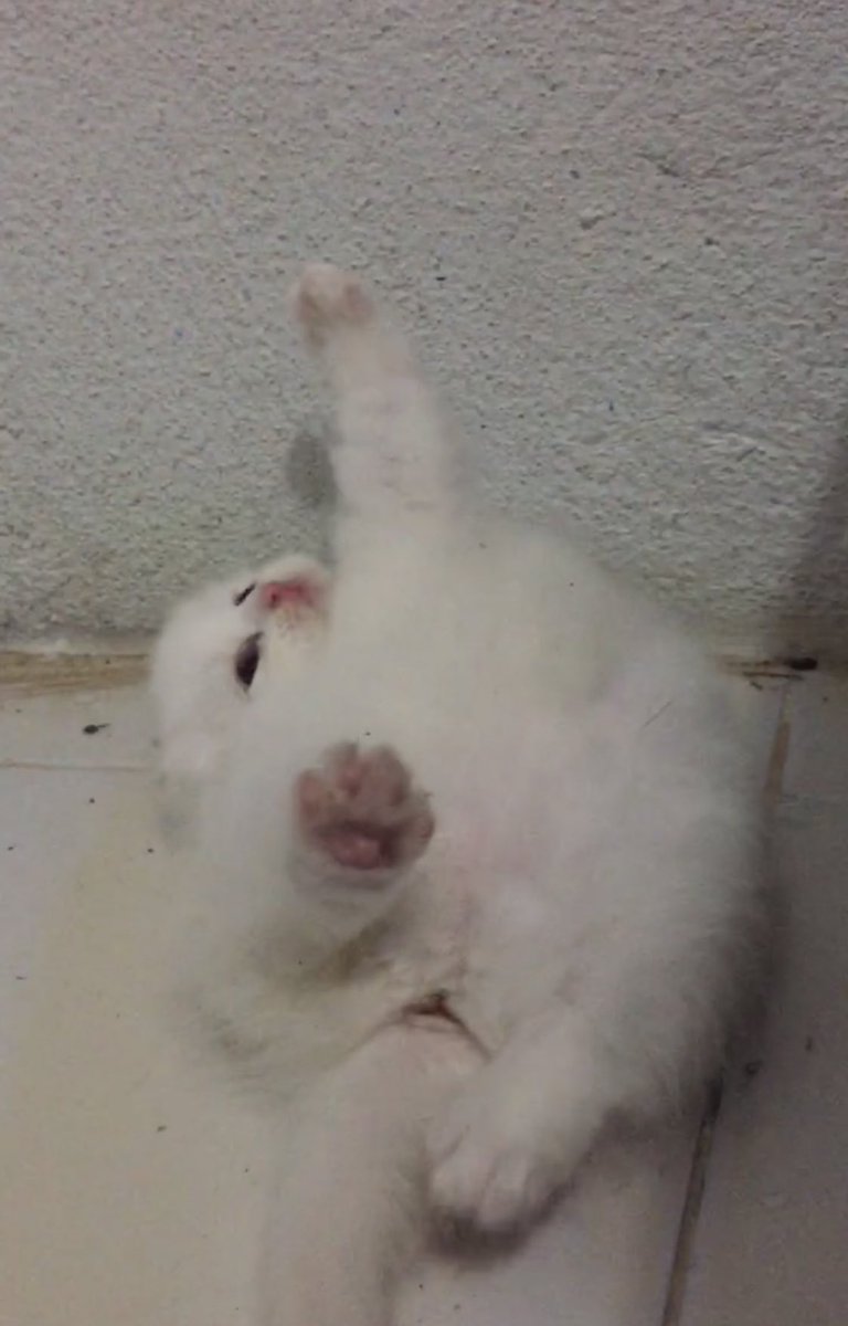 ૮꒰˵• ﻌ •˵꒱ა tweet media