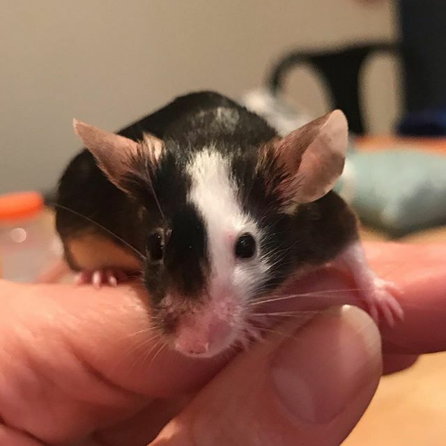 RIP Piglet.
For those that know my daughter Esme you will know that Piglet was her beloved pet and literally a legend in her classroom. She featured in her art and stories and was played with everyday. Tragically we had a Stuart Little moment and she end… ift.tt/2TjX1E6