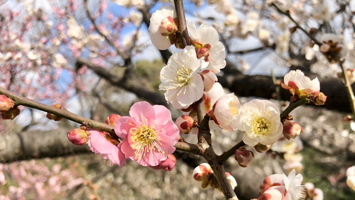 林檎饅頭 梅 思いのまま 同じ枝に紅と白の両方の色の花が咲く品種です 人生も思いのままにできたら 梅 梅の花 思いのまま