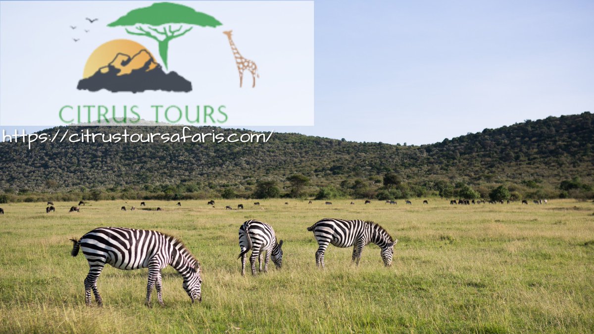 citrustoursafaris.com
citrustoursafaris.com/st_tour/3-days…
#magicalkenya #tanzaniasafari #tanzaniaparks #tanzaniaadventure #tanzaniatravel #tanzaniatourism #tanzaniasafaris #tanzaniatours #tanzania2020 #tanzaniaholiday #tanzaniavacation #tanzaniaholidays #tembekenya