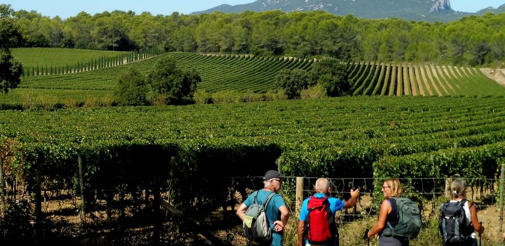 Heraultinfos's tweet photo. A PIED L’HÉRAULT C'EST GÉANT
🚶 Aujourd’hui zoom sur l’Oenorando entre Grès de Montpellier et Pic Saint-Loup : une invitation à la découverte du patrimoine vinicole et ses plus beaux paysages #Hérault
 
Découvrez l’#Oenotour et ses 17 #Oenorandos
ℹ️ https://t.co/PCKhfzg5f6 https://t.co/UOvcWW5zzV