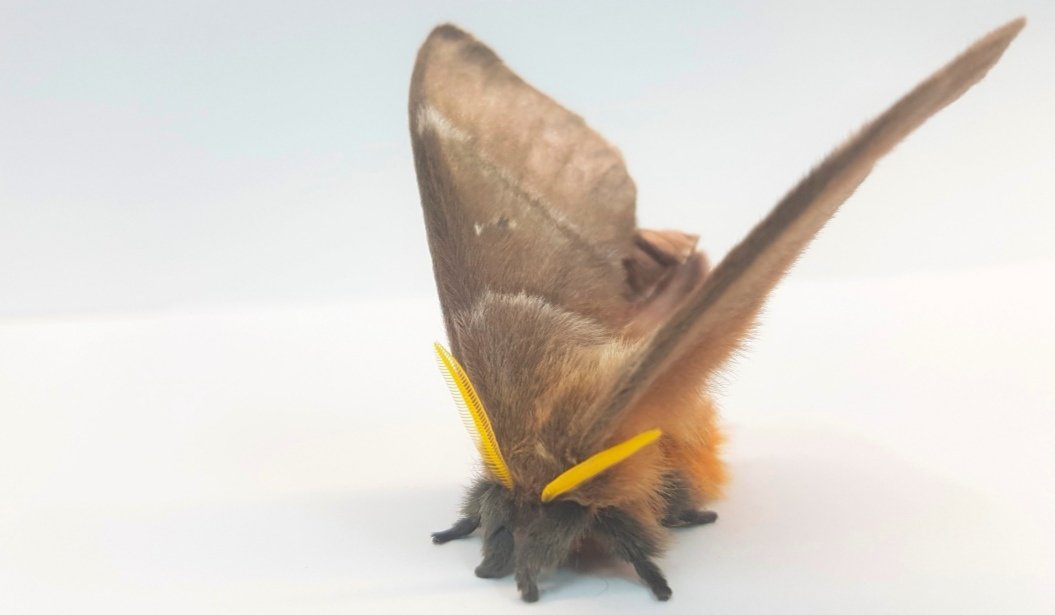 Glad to finally be able to share this one! Here we show how the thorax scales of moths absorb the sound energy of bat echolocation calls, acting as a type of acoustic stealth coating. Hurrah! royalsocietypublishing.org/doi/10.1098/rs…