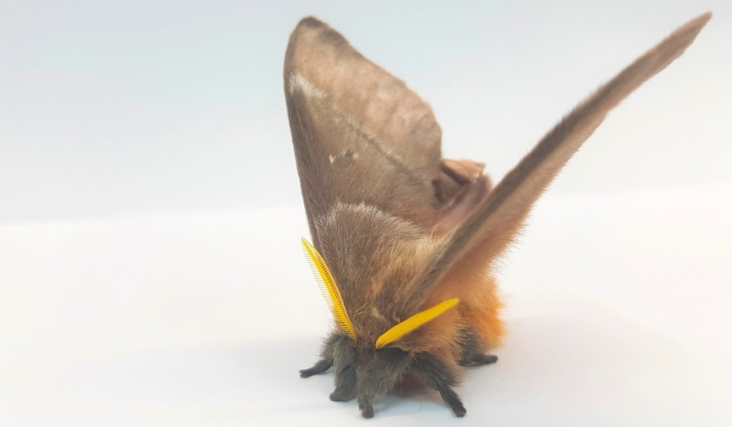 Glad to finally be able to share this one! Here we show how the thorax scales of moths absorb the sound energy of bat echolocation calls, acting as a type of acoustic stealth coating. Hurrah!

royalsocietypublishing.org/doi/10.1098/rs…