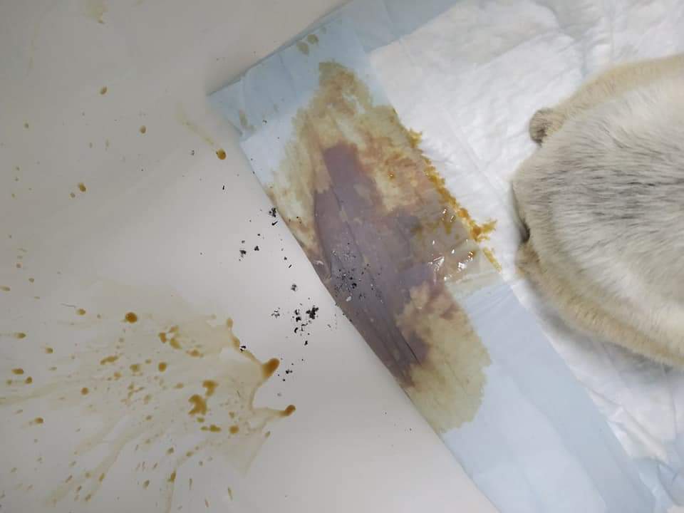 ¿Quieres ayudarnos con los gastos de Taco?

✔️ Haz una donación a nuestra cuenta: ING Direct ES41 1465 0716 5420 4107 2726 (Asunto Taco)

✔️ PayPal: adopta.pam@gmail.com

✔️ Hazte teamer
teaming.net/plataformaadop…

Gracias a todos por estar siempre ahí ♥️ Fuerza, Taco... Te queremos