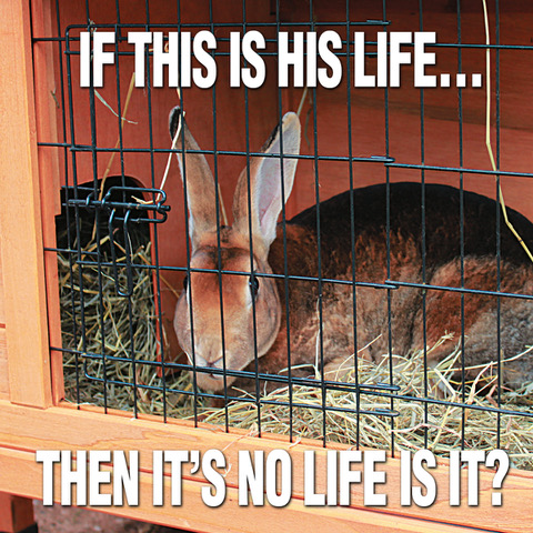 rwaf approved hutches