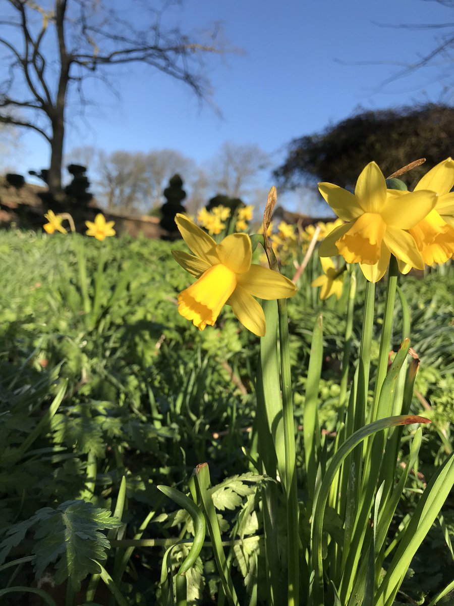 Godinton's tweet photo. Blue sky has been unveiled, the yellow daffodils are swaying in the breeze.  Will you be the first person to enjoy this view across the wild garden?  Gardens open Sunday 1st March. @The_RHS @VisitKent @visitashtent https://t.co/9MvGUJl1iP