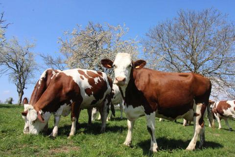 Les races destinées à produire votre lait quotidien sont plutôt la Holstein, la Montbéliarde ou la Normande et pas la BBB de la pub  @AUCHAN_France