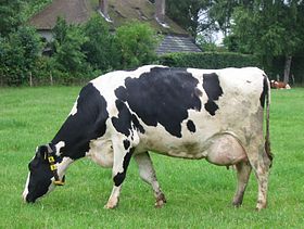 Les races destinées à produire votre lait quotidien sont plutôt la Holstein, la Montbéliarde ou la Normande et pas la BBB de la pub  @AUCHAN_France