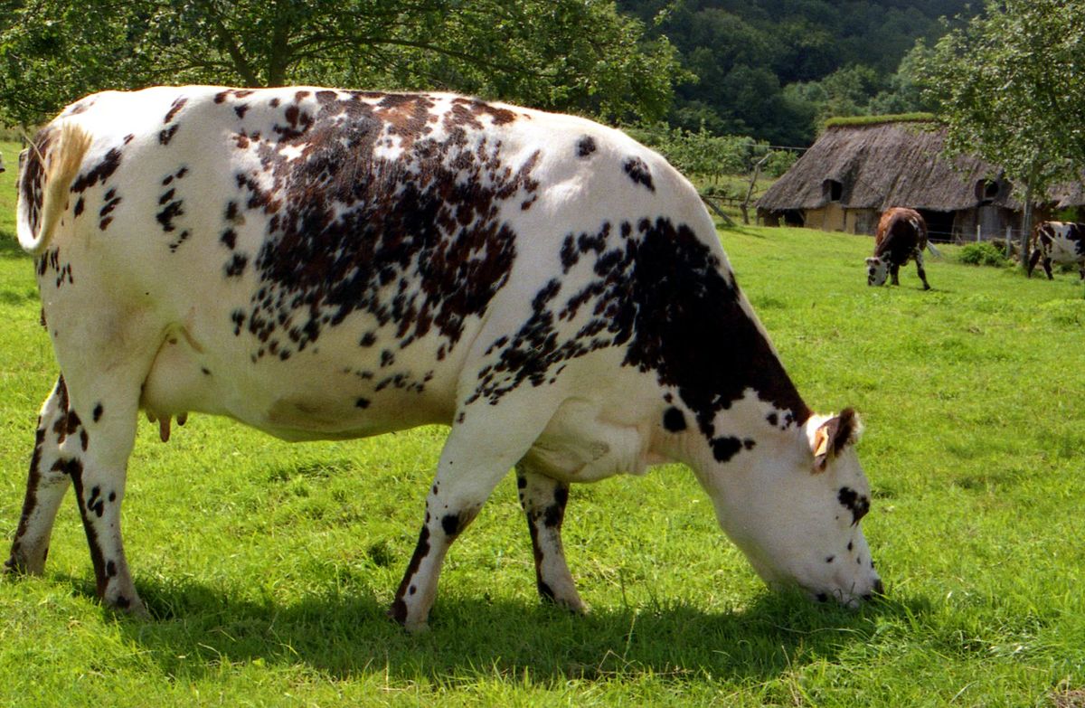 Les races destinées à produire votre lait quotidien sont plutôt la Holstein, la Montbéliarde ou la Normande et pas la BBB de la pub  @AUCHAN_France