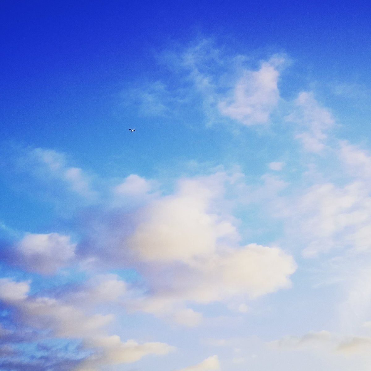 an___ni's tweet photo. How pretty https://t.co/CGJRS6fkEl