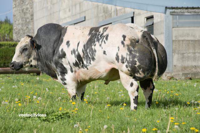 J'ai oublié de préciser que le gène "culard" de la race BBB est 100% naturel.Il est présent dans d'autres races. 