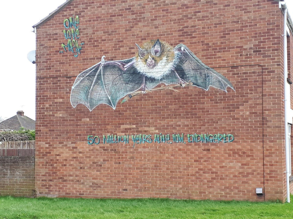 "50 million years alive. Now endangered." Taunton street art.

#bats
#ecology
#streetart
#graffiti 
#environment 
#ExtinctionRebellion