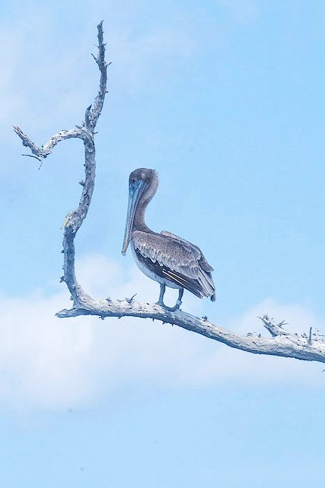 'Brown Pelican at Cayo Costa' available at maryann-artz.pixels.com/featured/brown…

#pelicans #brownpelicans #cayocosta #florida #treesnag #wildlife #birds #nature #wildlifephotography #NaturePhotography #blue