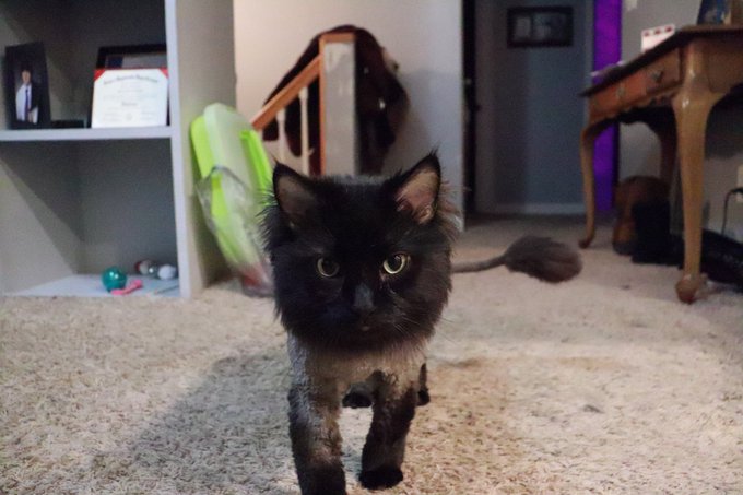 Patrick - @catjiratv https://t.co/EM2QC5L05j