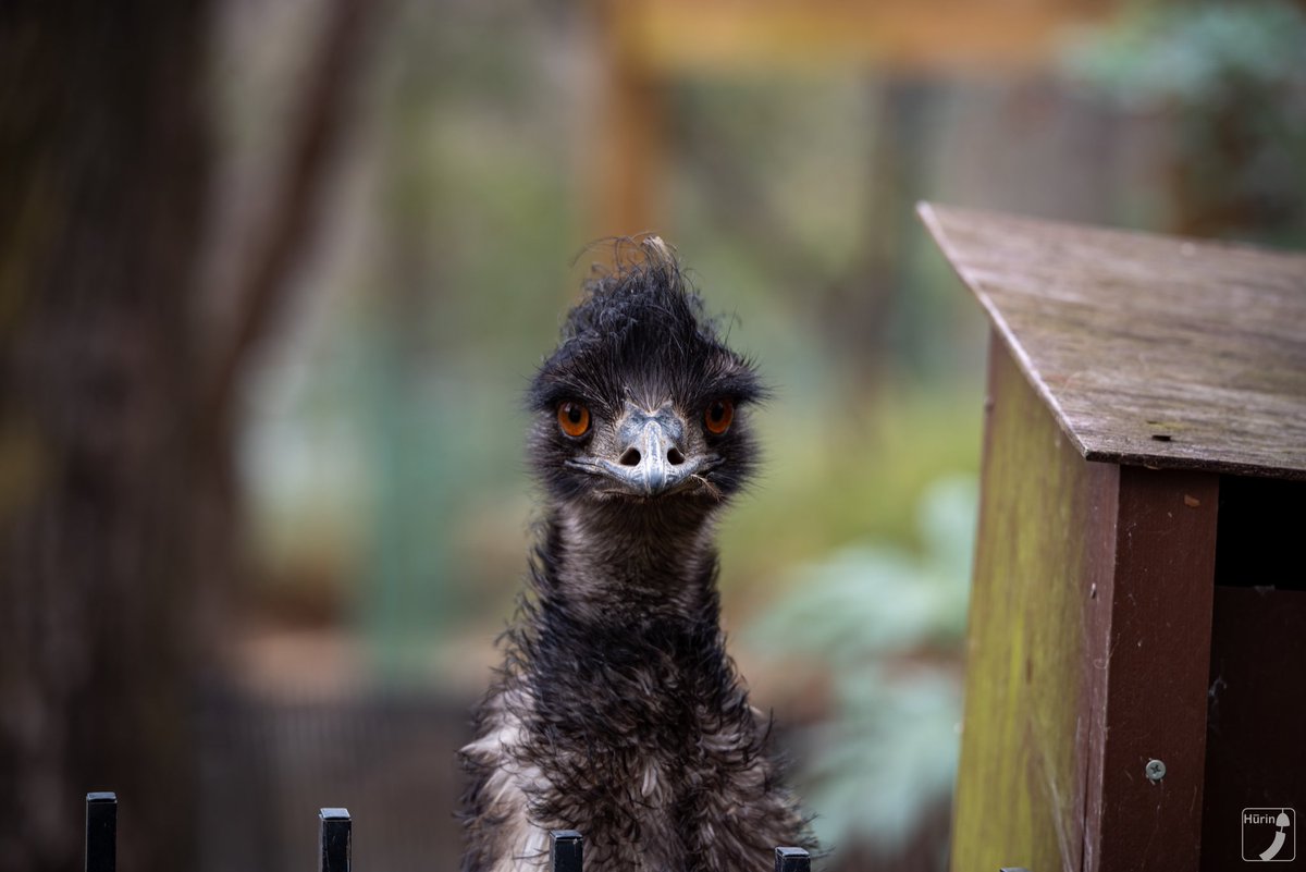 風鈴 フンボルトペンギン Date 01 25 Location こども動物自然公園 動物 動物園 写真 一眼 一眼レフ カメラ 撮影 Animal Zoo Zoophotography Photo Photography Camera Pentax T Co Lfhe2z6gxd 風鈴 フンボルトペンギン Date 01 25 Location こども動物自然公園 動物 動物園 写真 一眼 一眼レフ カメラ 撮影 Animal Zoo Zoophotography Photo Photography Camera Pentax T Co Lfhe2z6gxd