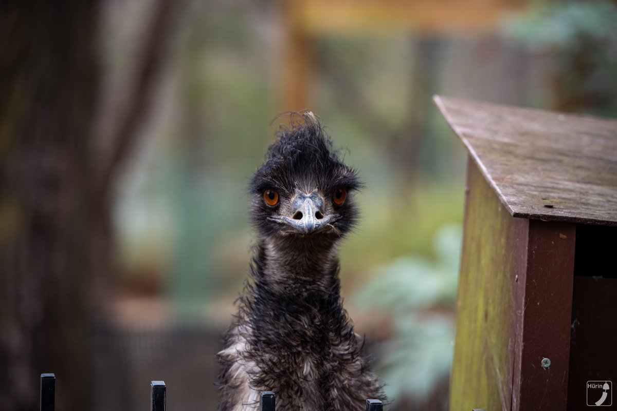 風鈴 フンボルトペンギン Date 01 25 Location こども動物自然公園 動物 動物園 写真 一眼 一眼レフ カメラ 撮影 Animal Zoo Zoophotography Photo Photography Camera Pentax T Co Lfhe2z6gxd