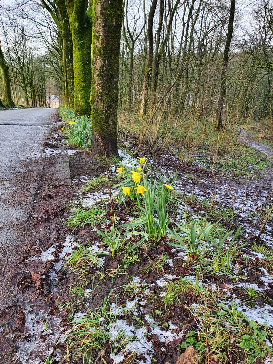 The hillsides are waterfalls these days. 
This is the earliest I've ever seen daffodils
#springspotting
#walkinglife