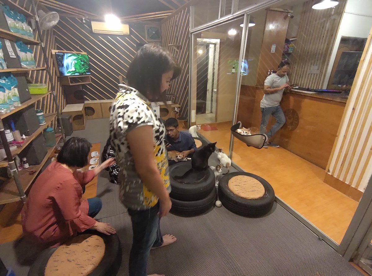 capawcino's tweet photo. Our Official Japanese Adviser Chieko Yasuda visited our cafe  yesterday and once again she brought gift for us all the way from Japan!
We can't thank her enough for everything she has done for us. ありがとうございました 😸
#capawcino #catcafe #capawcinocatcafe #cafe https://t.co/b6h8C5Upm1