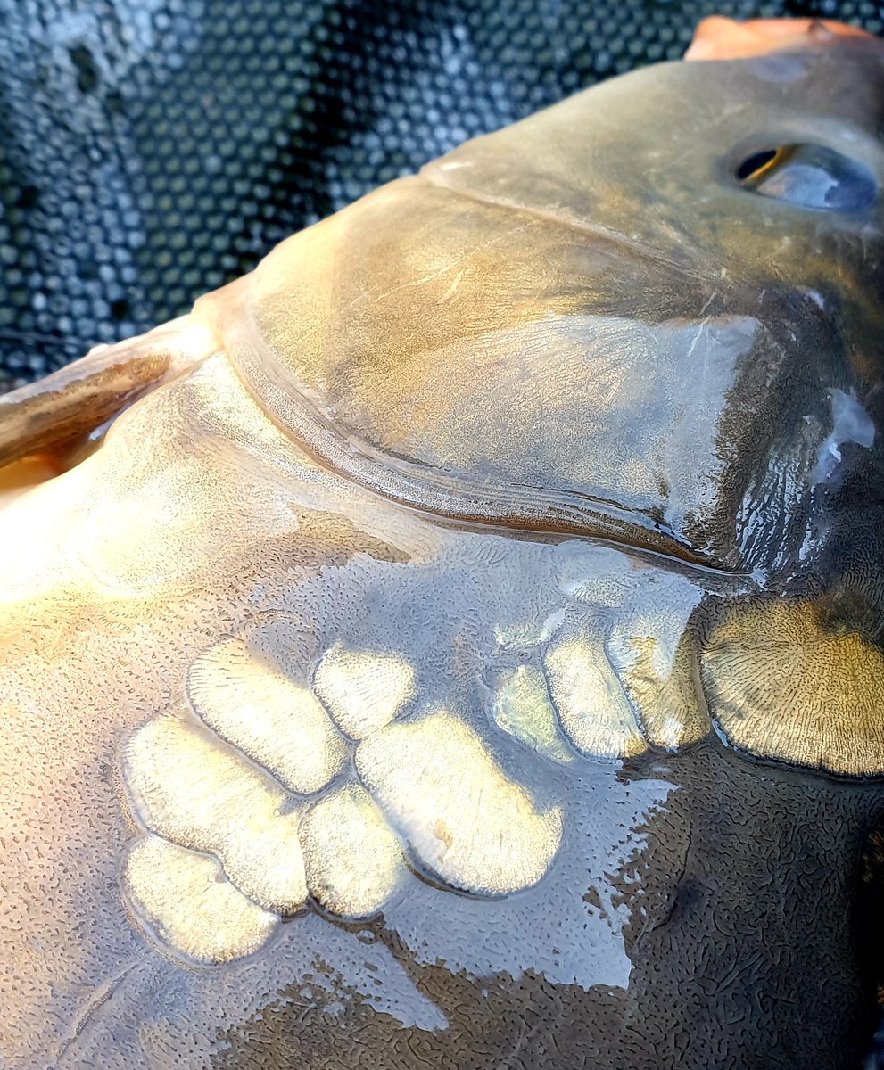 Julian Cundiff tweet media