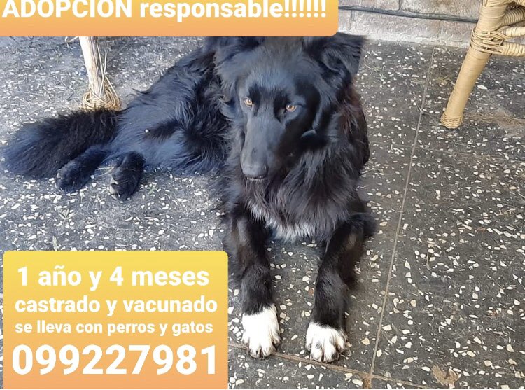 Belleza busca hogar