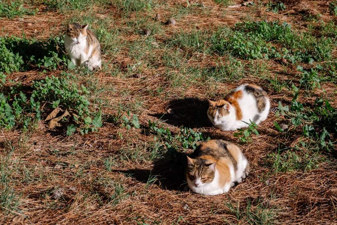 go_graph's tweet image. แมว แมว แมว 
อาบแดด นอนซุกเป็นแม่ไก่เลย

มาตุรกี เรียกแมว เมี้ยวๆ ไม่ได้นะ ต้องเรียก ซุป ซุป หรือ ซิว ซิว รับรองเดินตาม!!!

เจ้าตัวสุดท้ายคือ เทอร์คิช แองโกร่า แมวสายพันธุ์ตุรกีระดับตำนานเลยจ้า อ่อนโยนน่ารักและก็ฉลาดมาก 

#ทาสแมว #แมวตุรกี #เที่ยวรอบโลก #โกกราฟ #Gograph #ตุรกี