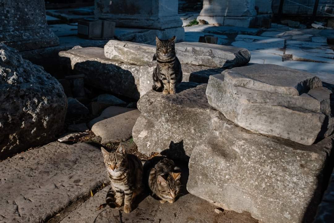 go_graph's tweet image. แมว แมว แมว 
อาบแดด นอนซุกเป็นแม่ไก่เลย

มาตุรกี เรียกแมว เมี้ยวๆ ไม่ได้นะ ต้องเรียก ซุป ซุป หรือ ซิว ซิว รับรองเดินตาม!!!

เจ้าตัวสุดท้ายคือ เทอร์คิช แองโกร่า แมวสายพันธุ์ตุรกีระดับตำนานเลยจ้า อ่อนโยนน่ารักและก็ฉลาดมาก 

#ทาสแมว #แมวตุรกี #เที่ยวรอบโลก #โกกราฟ #Gograph #ตุรกี