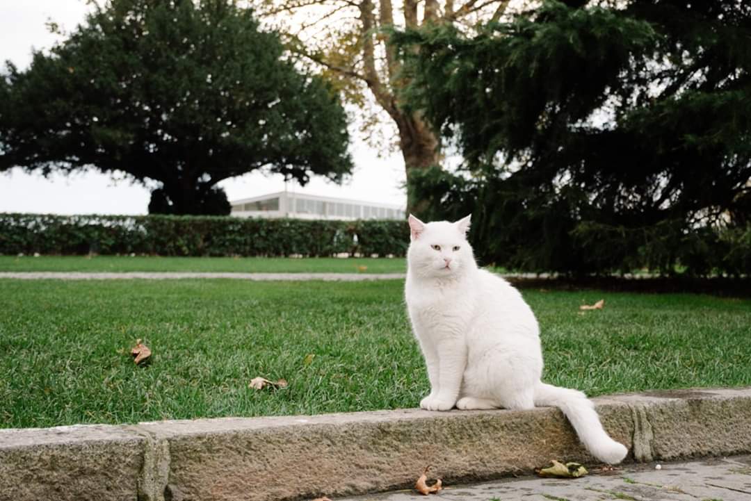 go_graph's tweet image. แมว แมว แมว 
อาบแดด นอนซุกเป็นแม่ไก่เลย

มาตุรกี เรียกแมว เมี้ยวๆ ไม่ได้นะ ต้องเรียก ซุป ซุป หรือ ซิว ซิว รับรองเดินตาม!!!

เจ้าตัวสุดท้ายคือ เทอร์คิช แองโกร่า แมวสายพันธุ์ตุรกีระดับตำนานเลยจ้า อ่อนโยนน่ารักและก็ฉลาดมาก 

#ทาสแมว #แมวตุรกี #เที่ยวรอบโลก #โกกราฟ #Gograph #ตุรกี