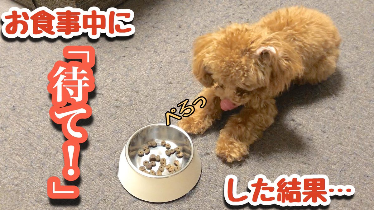 おあずけをくらう犬