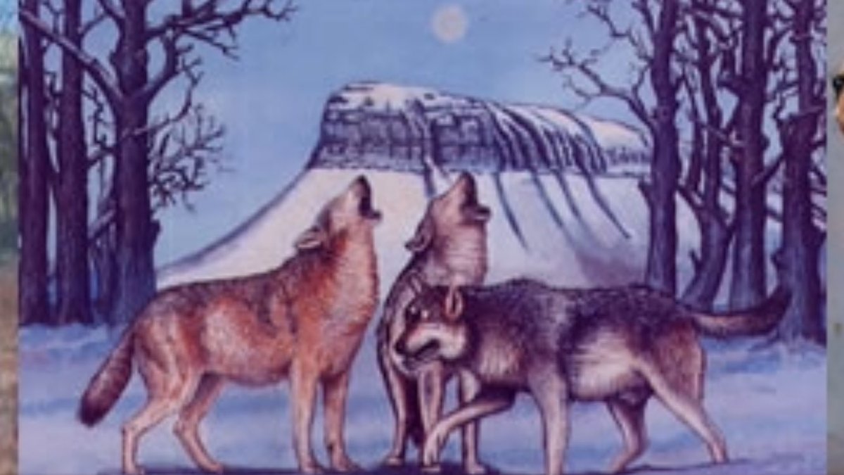 Cú Chulainn & another of the Fianna, Caoilte, were said to love to hear wolves howl & even described it as music! Cormac's Glossary describes the howling of wolves as uplifting! Under Benbulbin, Co Sligo (artist unknown). 
