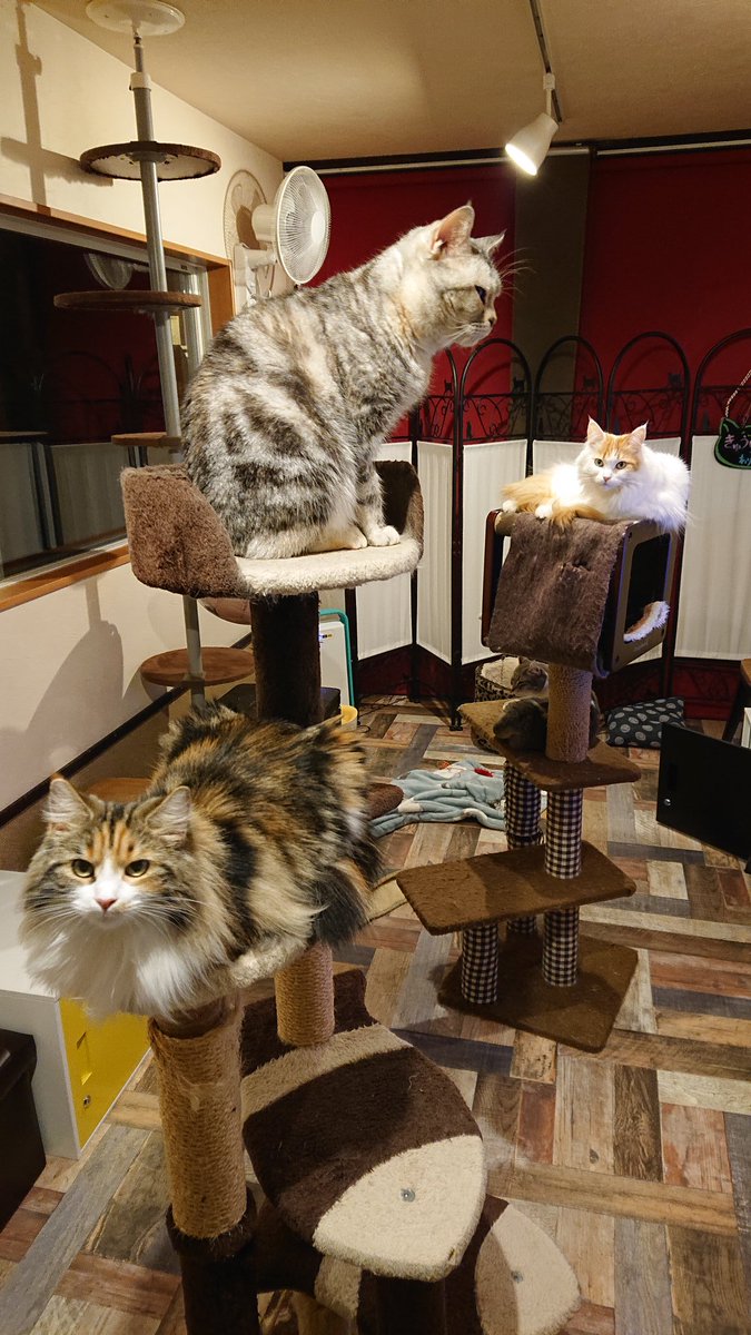 結cafe 鳥栖店 Yuicatcafe Twitter
