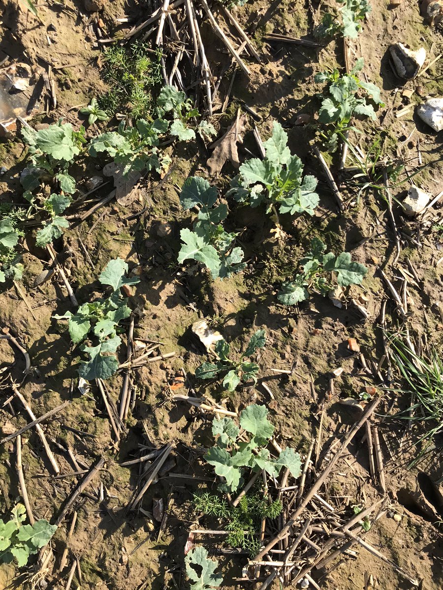 HAS_Stewart's tweet photo. My latest drilled WOSR showing signs of life after looking miserable all winter. Not a fb larvae to be seen! Just got to deal with the mayweed and blackgrass now 🤔 https://t.co/sQrDzttAEV