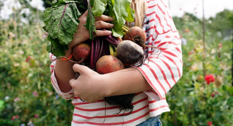 CommonSenseGdn's tweet photo. The easiest fruit and vegetables to plant in your garden - A survey we conducted found a 29 per cent increase in millennials enjoying gardening! Interesting article! #GrowYourOwn #EdibleBritain #MillenialGardeners
https://t.co/IPpL1UC2nb https://t.co/7KP1c1qATD